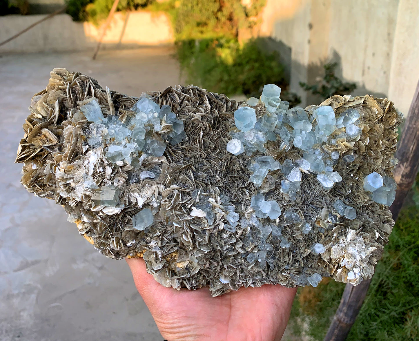 Museum Grade Sky Blue Aquamarine Cluster on Muscovite Pakistan