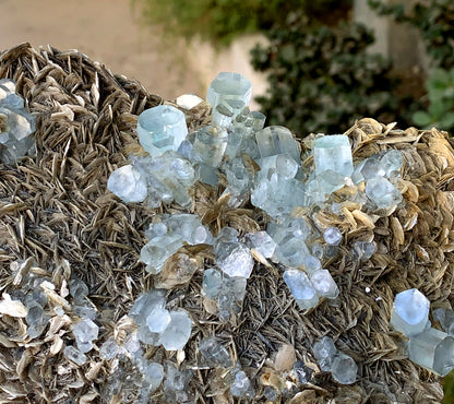 Museum Grade Sky Blue Aquamarine Cluster on Muscovite Pakistan