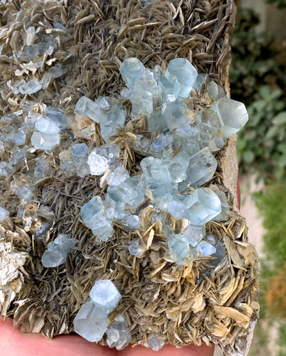 Museum Grade Sky Blue Aquamarine Cluster on Muscovite Pakistan