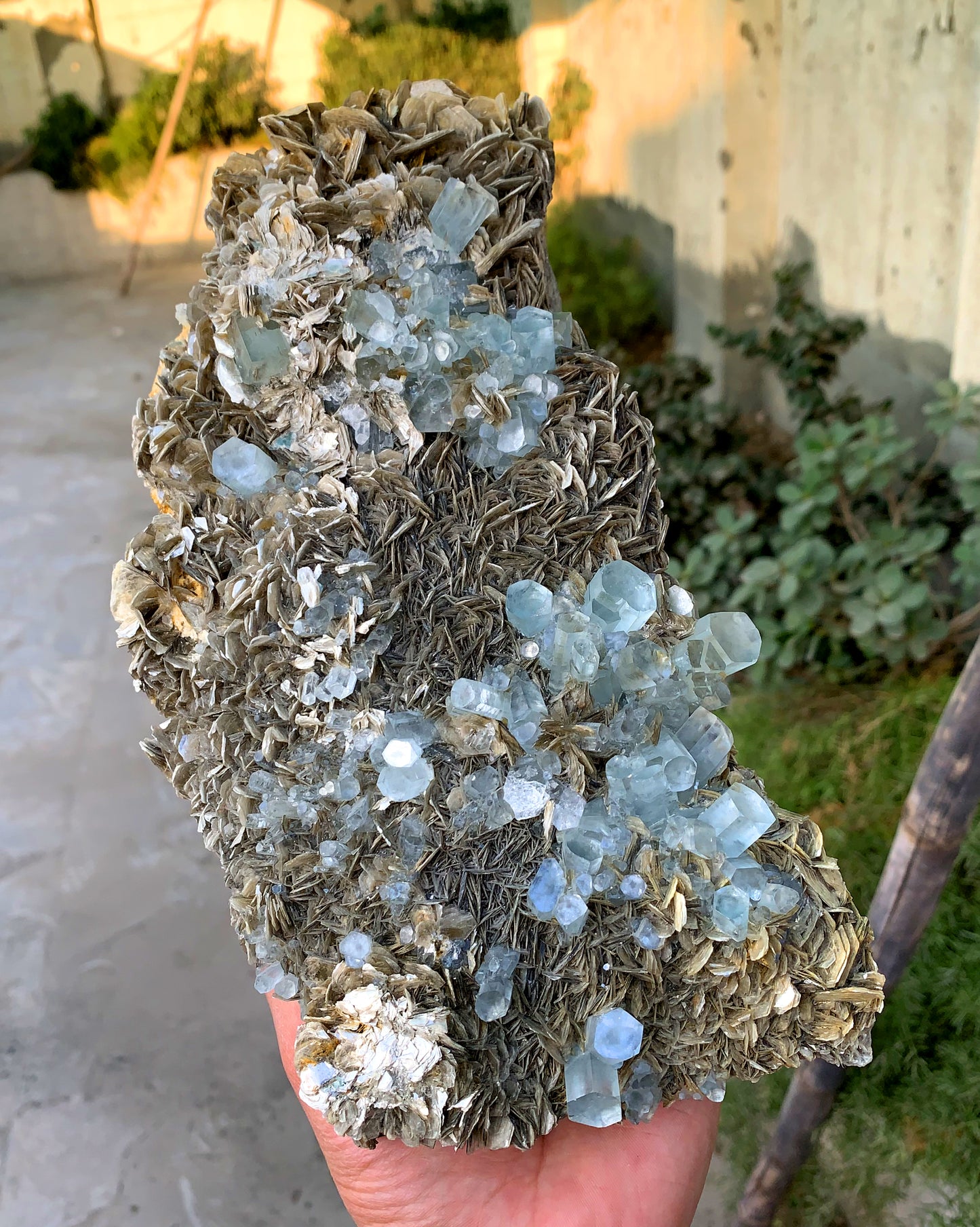 Museum Grade Sky Blue Aquamarine Cluster on Muscovite Pakistan