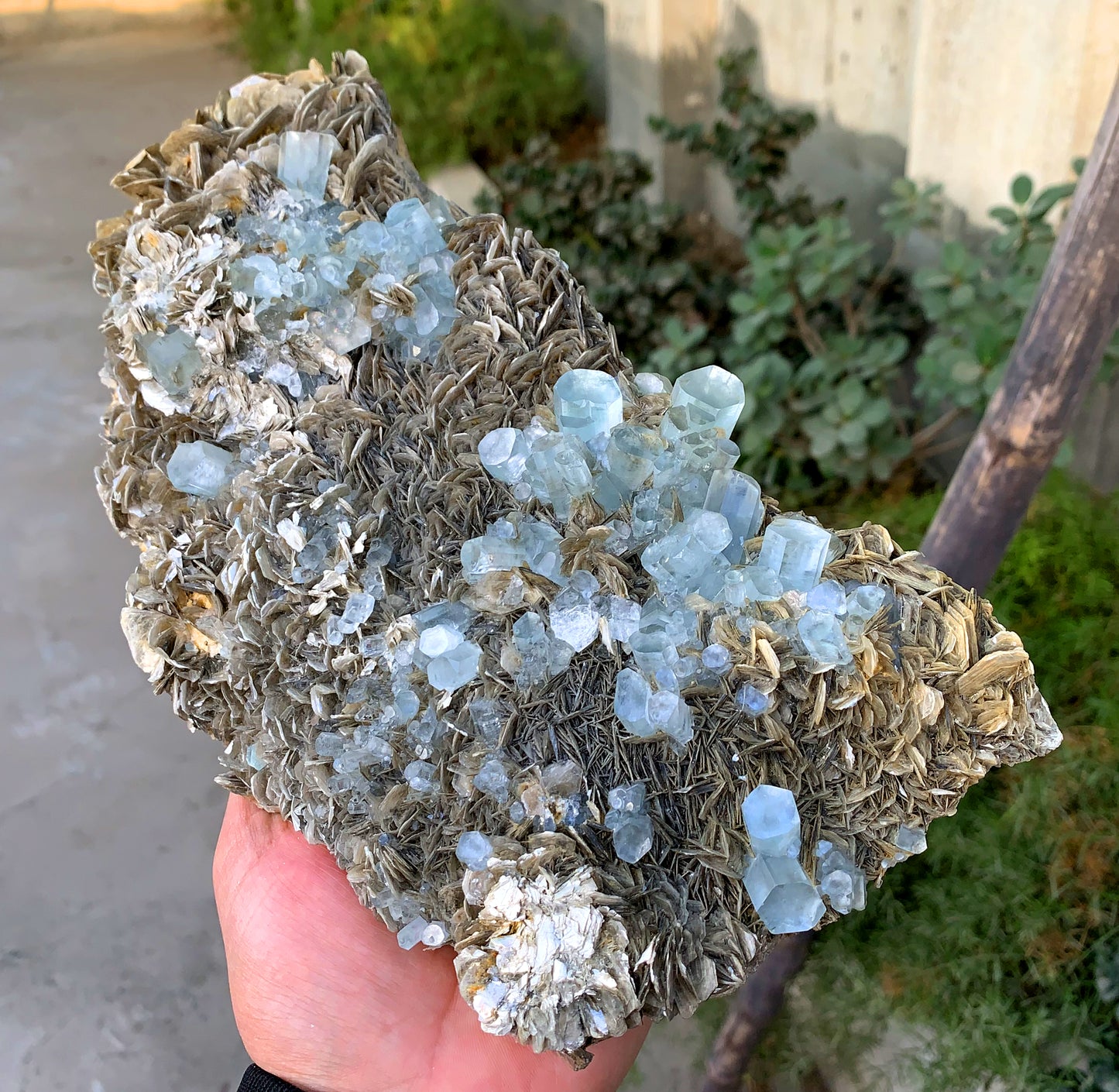 Museum Grade Sky Blue Aquamarine Cluster on Muscovite Pakistan