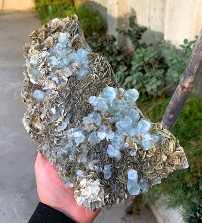 Museum Grade Sky Blue Aquamarine Cluster on Muscovite Pakistan