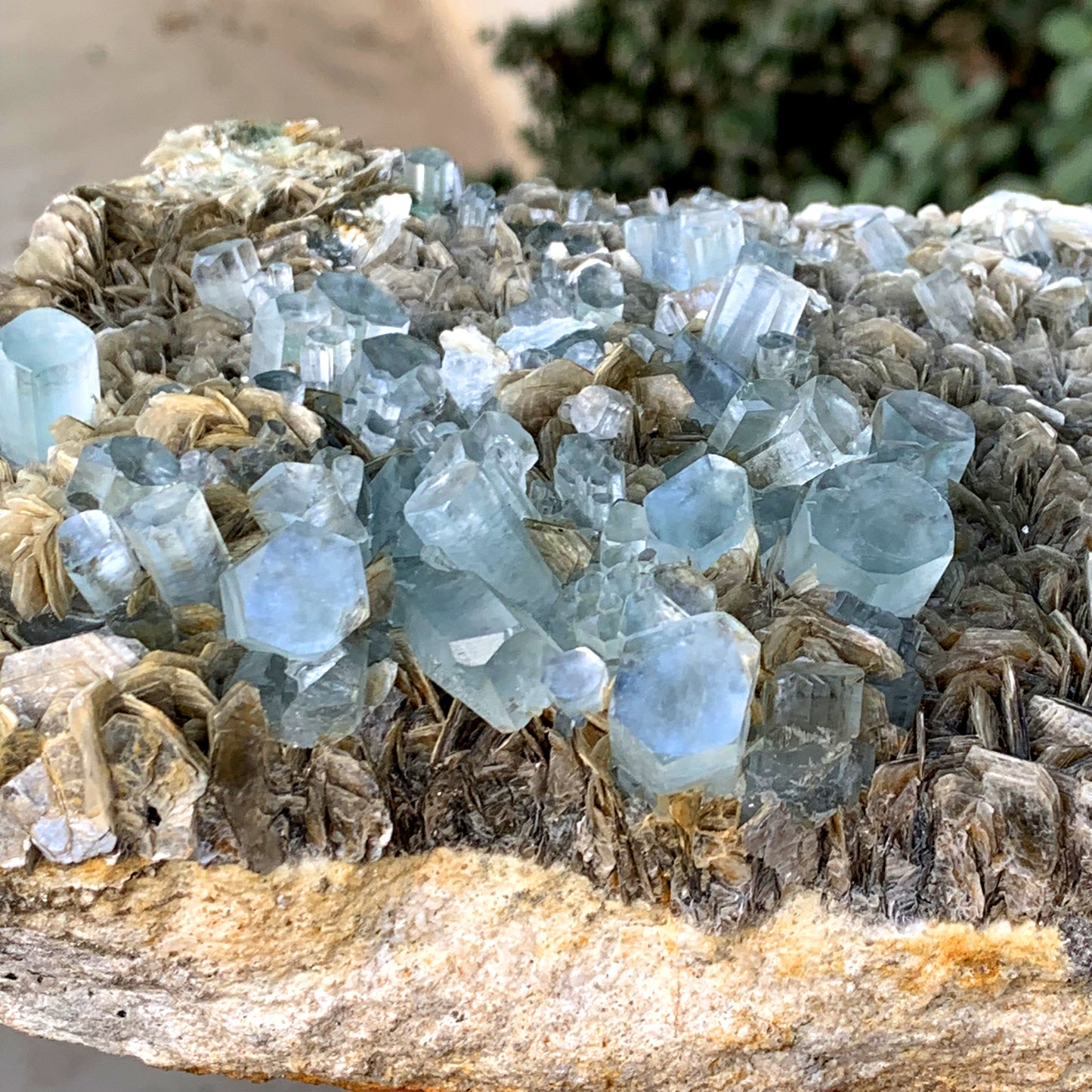 Museum Grade Sky Blue Aquamarine Cluster on Muscovite Pakistan