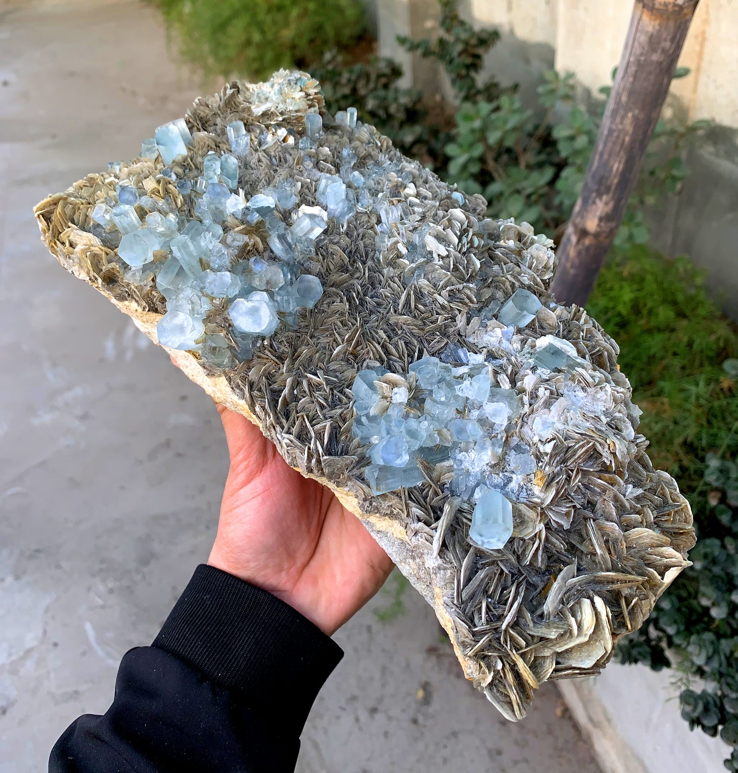 Museum Grade Sky Blue Aquamarine Cluster on Muscovite Pakistan