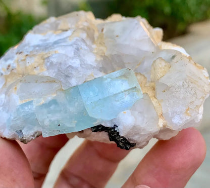 Natural Sky Blue Aquamarine on Quartz from Pakistan - 238 grams