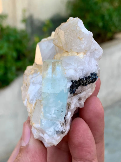 Natural Sky Blue Aquamarine on Quartz from Pakistan - 238 grams